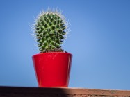 Pedro Le Cactus